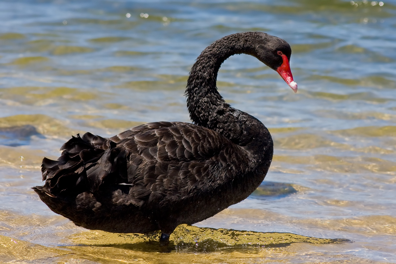 Black_Swan_bg