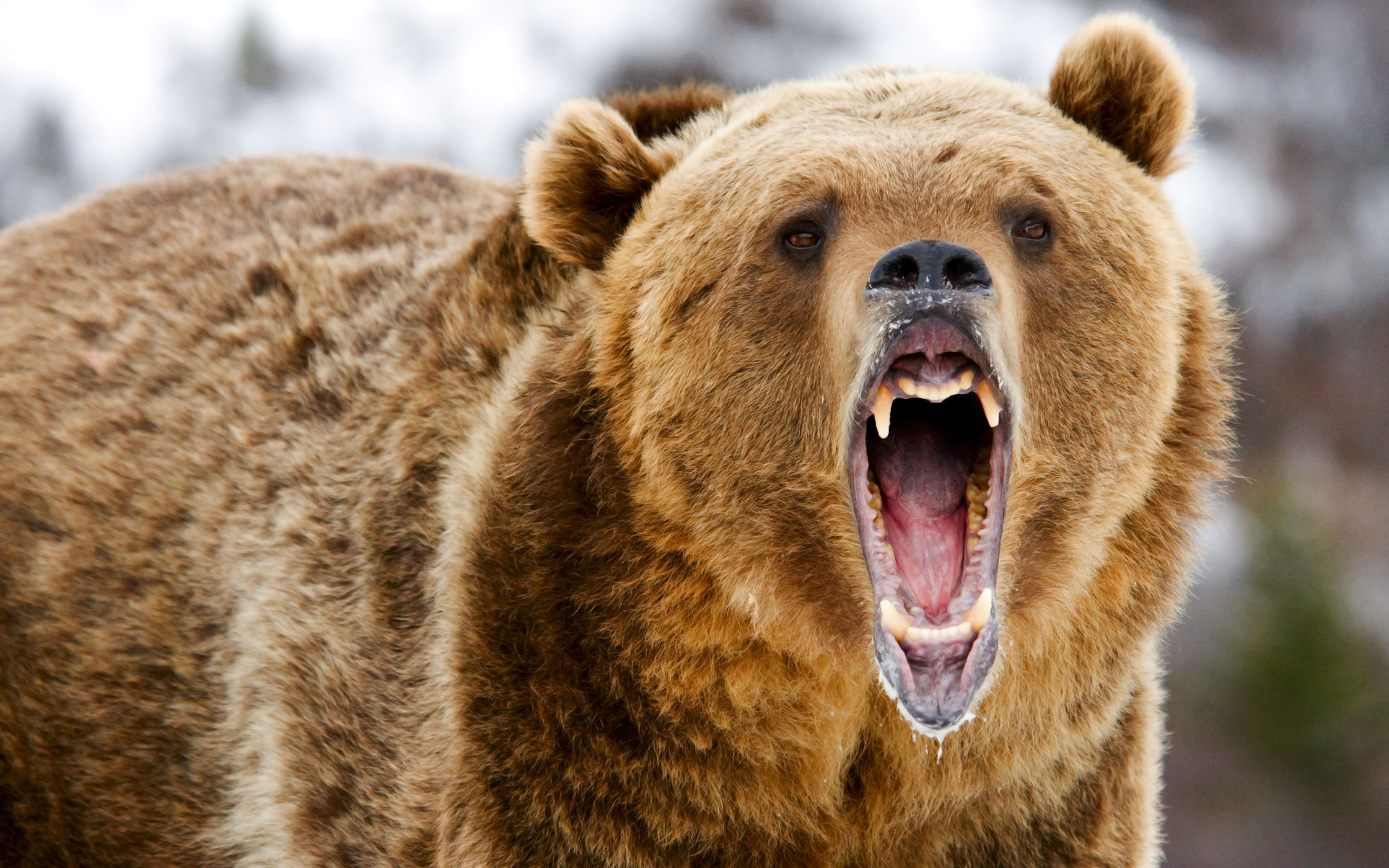 Grizzly-Bear-Roar